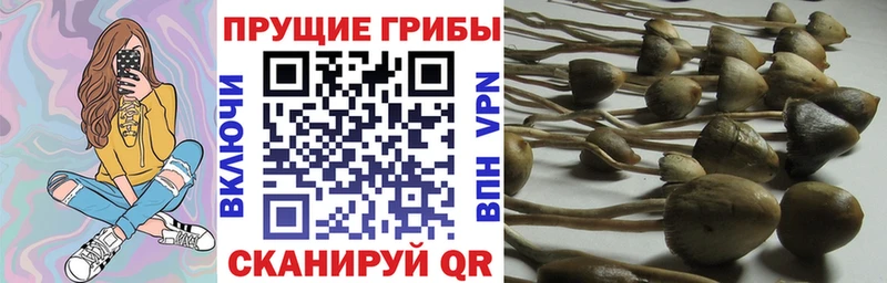 Псилоцибиновые грибы Cubensis  ОМГ ОМГ сайт  Динская 